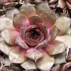 Sempervivum - Dachwurz - Hauswurz